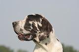 DOGUE ALLEMAND 563